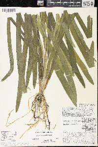 Sagittaria cuneata image