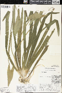 Sagittaria cuneata image