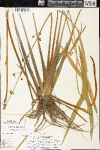 Sagittaria cuneata image