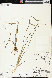 Sagittaria cuneata image