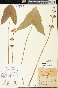 Sagittaria cuneata image