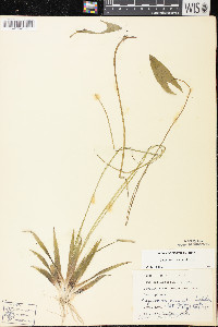 Sagittaria cuneata image