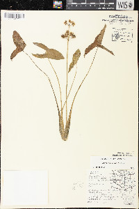 Sagittaria cuneata image