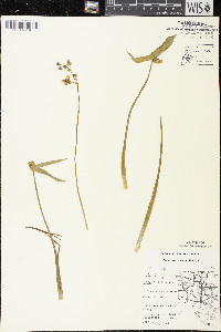 Sagittaria cuneata image