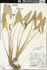 Sagittaria cuneata image