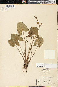 Sagittaria cuneata image