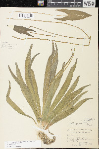 Sagittaria cuneata image