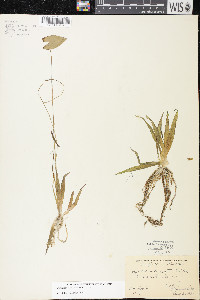 Sagittaria cuneata image