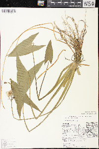 Sagittaria cuneata image