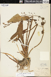 Sagittaria cuneata image