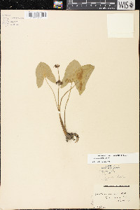 Sagittaria cuneata image