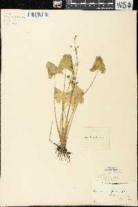 Sagittaria cuneata image