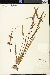 Sagittaria cuneata image