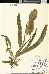 Sagittaria cuneata image