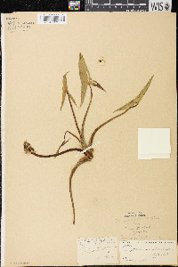 Sagittaria cuneata image