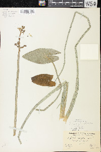 Sagittaria cuneata image