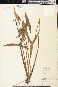 Sagittaria cuneata image