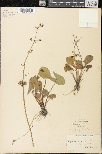 Sagittaria cuneata image