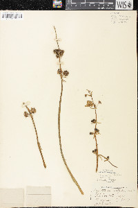 Sagittaria cuneata image