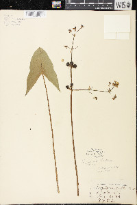 Sagittaria cuneata image