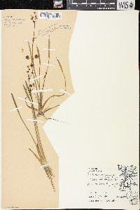 Sagittaria cuneata image