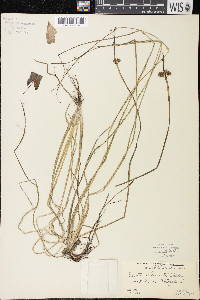 Sagittaria cuneata image