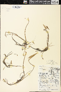 Sagittaria cuneata image