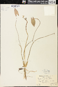 Sagittaria cuneata image