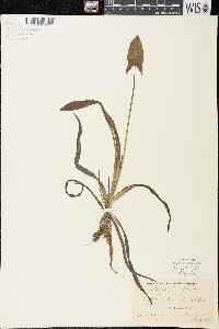 Sagittaria cuneata image