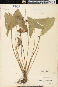 Sagittaria cuneata image