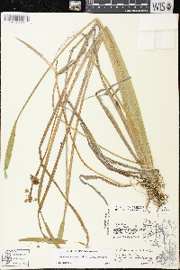 Sagittaria graminea subsp. graminea image