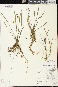 Sagittaria graminea subsp. graminea image