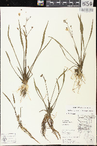 Sagittaria graminea image