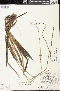 Sagittaria graminea subsp. graminea image