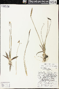 Sagittaria graminea subsp. graminea image