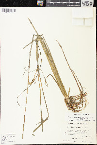 Sagittaria graminea image