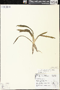 Sagittaria graminea image