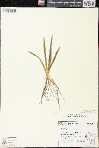 Sagittaria graminea subsp. graminea image