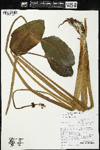 Sagittaria rigida image