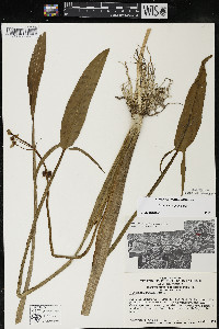 Sagittaria rigida image