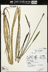 Sagittaria rigida image