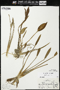 Sagittaria rigida image