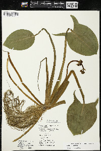 Sagittaria rigida image