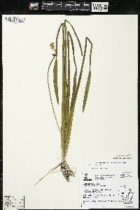 Sagittaria rigida image