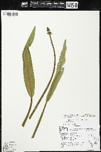 Sagittaria rigida image