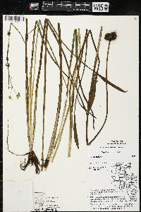 Sagittaria rigida image