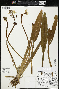 Sagittaria rigida image