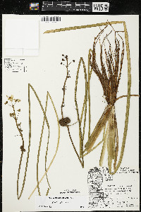 Sagittaria rigida image