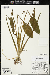 Sagittaria rigida image