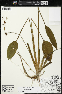 Sagittaria rigida image